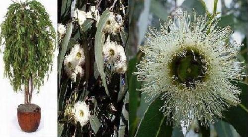 Sie erhalten 5 Samen des Pfefferminz-Eukalyptus eucalyptus radiata gegen Mücken 