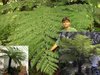 Schwarzer Baumfarn - Schnellstwüchsiger Baumfarn der Welt