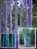 Blauer Bambus / wird 10 Meter - Kein Baum wächst schneller / bis -10°
