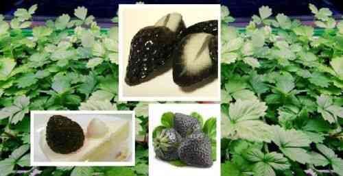 schwarze Garten-Erdbeere ... Man ist erstaunt wenn man sie erblickt !
