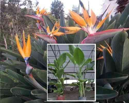 Schön & Imposant ... Riesen-Paradiesvogelblume : Strelitzie von Madeira