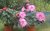 Schnellwüchsiger Riesenhibiskus sehr blühfreudig Riesen-Blüten rot/ rosa Samen