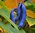 Blaugurkenbaum mit essbaren schrillen Gurken