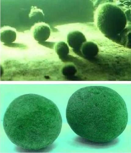 Marimo-Moosball Mooskugel für das Aquarium / Geringer Lichtbedarf Schattenpflanze Pflanzen / Aegagro