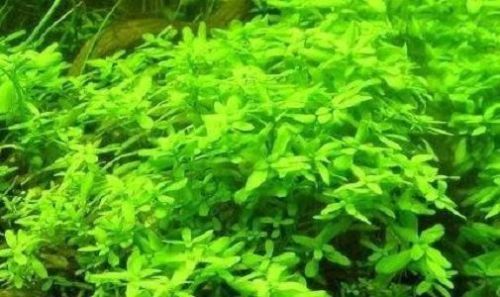 Wassersterne / winterharte schnell wachsende grüne Teichpflanzen Antialgenmittel