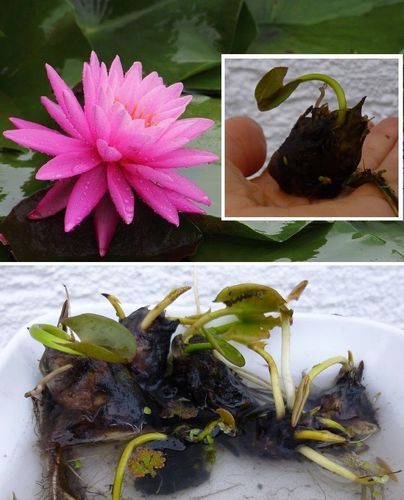 Bonsai-Seerose-Rosenymphe Besonderes Geschenk Geschenkidee Deko für das Aquarium
