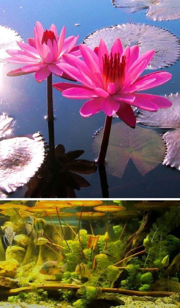 -> frisches Saatgut rote extraordinäre Seerose Nymphea für´s Aquarium & Teich 