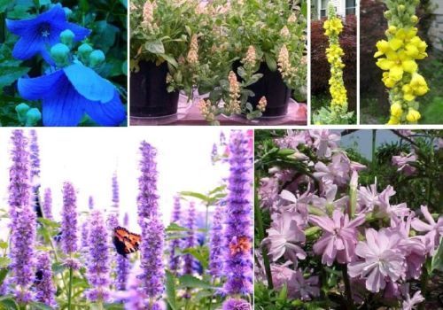 Schmetterlings-Blumen-Sortiment / 5 Sorten Schmetterlingsanlocker / Samen
