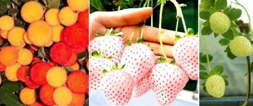 Obst-Sortiment : Winterharter Erdbeerbaum + weisse + gelbe Erdbeere ✿ Saatgut ✿