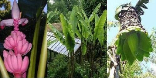 3 winterharte Bananen-Arten schnellwüchsige Giganten / Bananen-Samensortiment