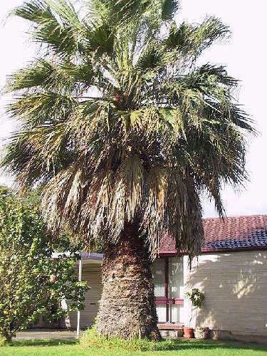 5 Washingtonia Palmen / immergrüne Bäume für den Garten winterharte Palmensorten