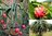 Kletterkaktus Drachenfrucht exotische Sukkulenten Zimmerpflanzen Kletterpflanzen