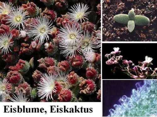 Eiskaktus Mesembryanthemum crystallinum grüne Büropflanze immergrün exotisch