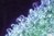 Eiskaktus Mesembryanthemum crystallinum grüne Büropflanze immergrün exotisch