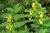 Mimosenbaum Stecklinge immergrün anspruchslose Büropflanze große Pflanzen Palmen