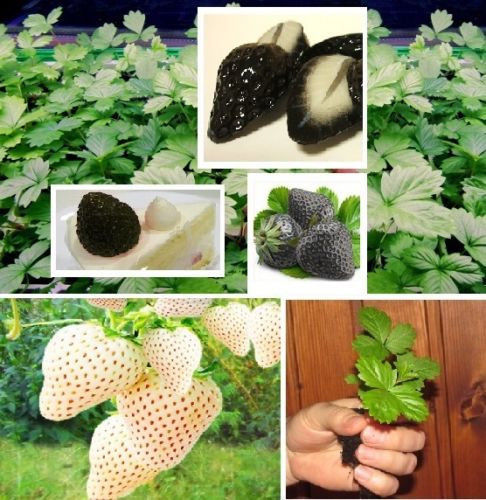 schwarze & weisse Erdbeeren Sortiment Set blühende Pflanzen für das Zimmer Samen