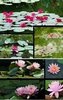 2 ausdauernd blühende Seerosen -Pflanzen: Nymphea Burgundy Princess + Ray Davies