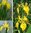 Sumpfiris Gelb Deko für den Garten Gartenteich Dekoration ausgefallene tolle Dekoidee