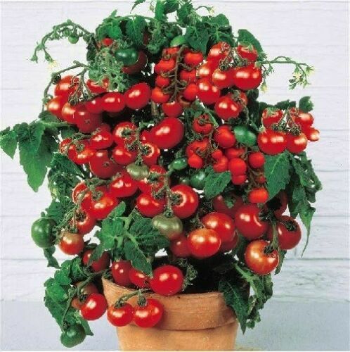 3 Pflanzen – ertragreiche Strauchtomate bildet Tomatensamen Tomatenpflanze