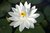 Weiße Seerose Virginalis winterharte Wasserpflanzen für den Teich Teichpflanzen