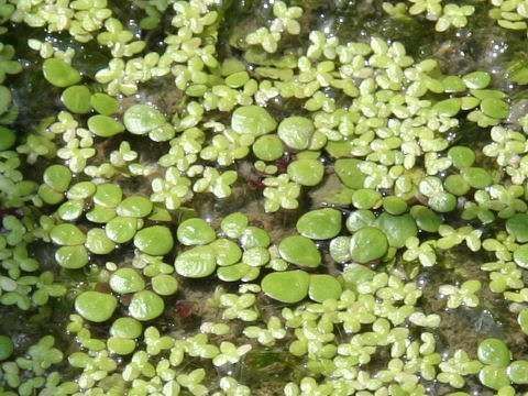 Schönes Wassermoos-Sortiment 3 Arten Moos Pflanzmatte winterharte Wasserpflanzen 