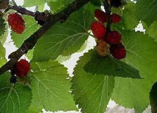 Gartenbaum : Schwarzer Maulbeerbaum / Winterharter Exot mit tollen Früchten