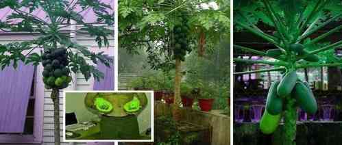 Tropische Papaya - Zimmerpflanze, bis 2 Meter hoch - leckere Früchte