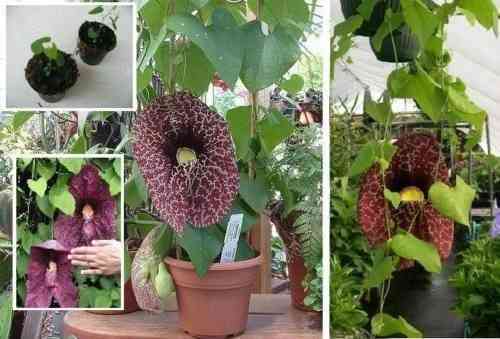 Exotische Gespensterpflanze - Zimmerpflanze mit unheimlichen Duft-Blüten