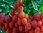 Elsbeere - Baum des Jahres 2011 - Samen -Sorbus torminalis - leckere Früchte