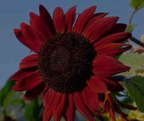 Rote Riesen-Sonnenblume "red Queen" --- Schneller Effekt nach der Aussaat !