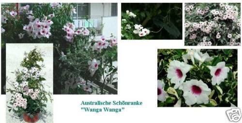 ♥schnellw. Kletterpflanze Wanga-Wanga. Zauberhaft