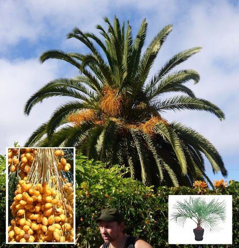 Gelee-Palme ein nützliches praktisches Geschenk für den Haushalt