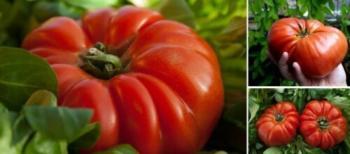 3 Pflanzen – ertragreiche Fleischtomate bildet Tomatensamen Tomatenpflanze